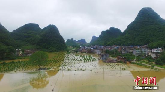 資料圖：廣西融安縣泗頂鎮(zhèn)儒南村拍攝被洪水淹沒的農田。譚凱興 攝