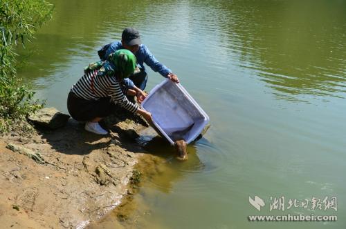 王崗和田巍夫婦正在放生娃娃魚。通訊員 李維君 攝。