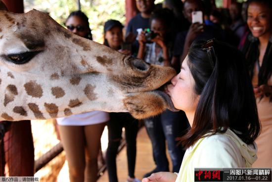 資料圖：當地時間1月15日，肯尼亞內羅畢的一個動物園內，游客用嘴喂食長頸鹿，人與動物親密接觸，其樂融融。