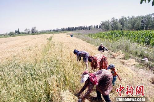 資料圖：6月9日，在新疆喀什地區巴楚縣，當地農民正在搶收夏糧。中新社記者 王小軍 攝