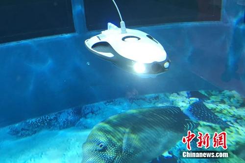 水中機(jī)器人。<a target='_blank' href='http://www.chinanews.com/' >中新網(wǎng)</a> 吳濤 攝