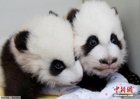 12月12日，美國亞特蘭大動物園為一對雌性大熊貓雙胞胎寶寶舉行百天命名儀式，給姐妹倆分別起名“雅倫”和“喜倫”。這對名字是2.3萬名熊貓“粉絲”從七對候選名字中投票選出的，其中有約一半人選擇了這對具有中國特色又表達美好寓意的名字。圖為“雅倫”和“喜倫”。