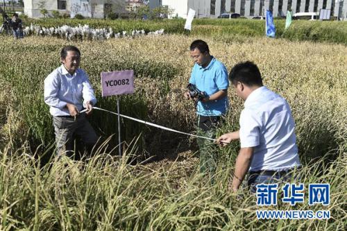 “海水稻”長在海里嗎？它的這些事你不一定知道