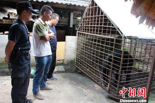 圖為王某非法飼養的黑熊。寧洱縣森林公安局