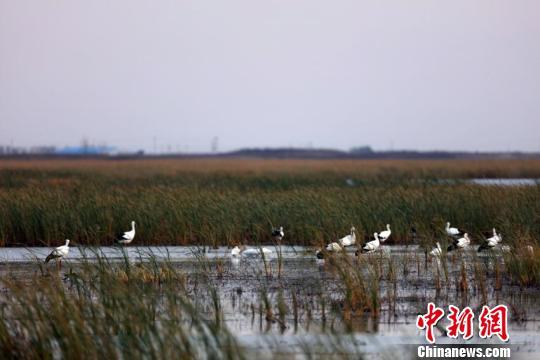 生態環境的改變讓越來越多的東方白鸛重返莫莫格濕地 李軍俊 攝