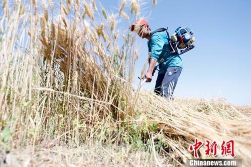 6月9日，在新疆喀什地區(qū)巴楚縣，當?shù)剞r(nóng)民正在搶收夏糧。進入6月，新疆1760萬畝小麥陸續(xù)開鐮收割。據(jù)悉，今年新疆糧食種植面積3406萬畝，其中小麥種植面積1760萬畝，預計小麥產(chǎn)量可達到660萬噸。<a target='_blank' href='http://www.chinanews.com/'>中新社</a>記者 王小軍 攝