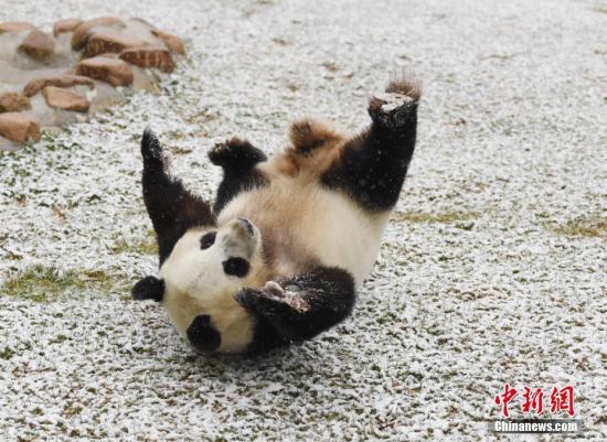 11月2日，長春市迎來深秋首場降雪，吉林省東北虎園內(nèi)的大熊貓夢夢興奮地在雪中撒歡。<a target='_blank' href='http://www.chinanews.com/'>中新社</a>記者 張瑤 攝