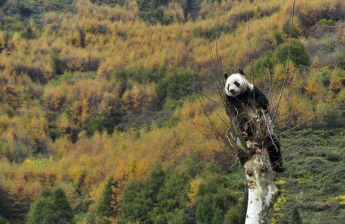 日本上野動物園熊貓寶寶將亮相：抽簽觀看 限5分鐘