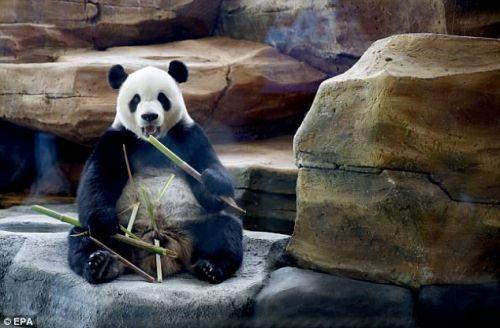 日本上野動物園熊貓寶寶將亮相：抽簽觀看 限5分鐘