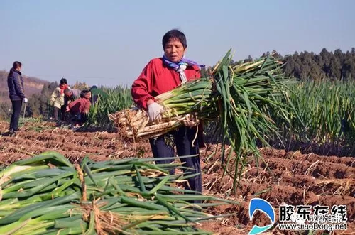 南方妹子遇北方大蔥瘋了:長(zhǎng)了20多年 還沒根蔥高!