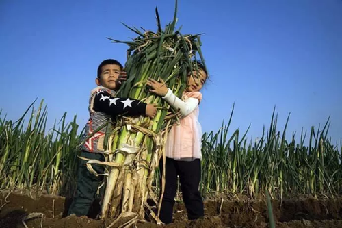 南方妹子遇北方大蔥瘋了:長(zhǎng)了20多年 還沒根蔥高!