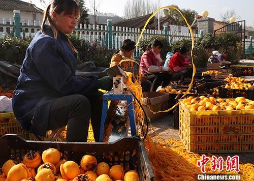 11月14日，陜西省隴縣天城鎮(zhèn)范家營(yíng)村農(nóng)戶正在采摘柿子，進(jìn)行柿餅深加工。該村有柿子樹千余棵，近半數(shù)樹齡超過百年，年產(chǎn)柿子300余噸。往年由于柿子滯銷造成大量柿子爛在地里。今年在當(dāng)?shù)卣鲐毟刹繋椭拢摯逡院献魃缂愚r(nóng)戶方式，正在以采摘、深加工、銷售一條龍服務(wù)模式脫貧。 <a target='_blank' href='http://www.chinanews.com/'>中新社</a>記者 宋吉河 攝