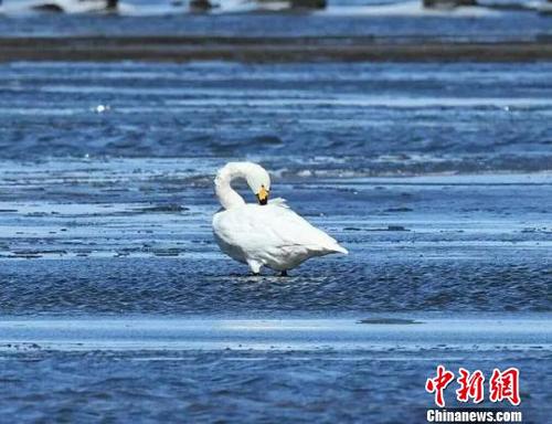 圖為棲息在湖面冰凌中的白天鵝。　武軍 攝