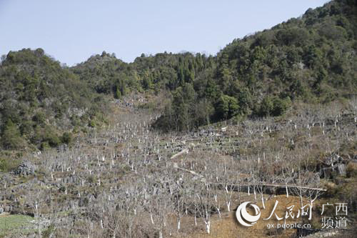 種在大石山區里的核桃