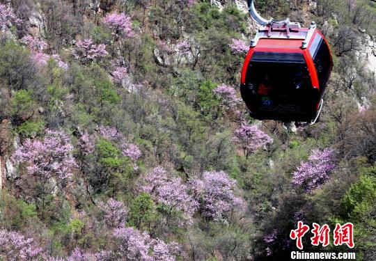 半山腰山花爛漫 王中舉 攝