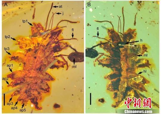 中國科學家在緬甸琥珀中發現一億年前昆蟲擬態行為