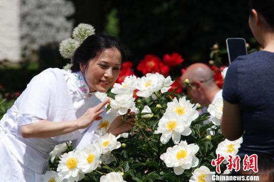 當地時間6月8日，加拿大安大略省奧沙瓦市(Oshwa)一年一度的知名活動牡丹節再次來臨之際，當地華人前往賞花留影。　余瑞冬 攝