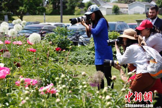 當地時間6月8日，加拿大安大略省奧沙瓦市(Oshwa)一年一度的知名活動牡丹節再次來臨之際，當地華人攝影愛好者“組團”拍攝鮮花。　余瑞冬 攝