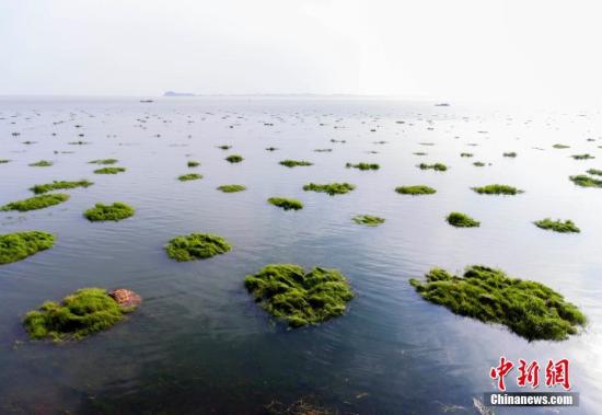 資料圖：航拍鄱陽湖都昌印山附近的草洲被水淹浸畫面，水面擴大，煙波浩渺。傅建斌 攝