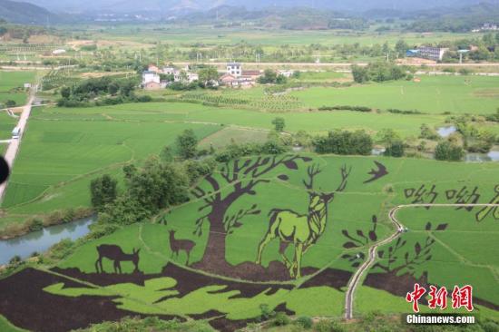 資料圖：廣西鹿寨縣通過創意農業豐富傳統鄉村旅游，實現農業高收益，促進農民增加收入，圖為該縣種出的3D彩色水稻畫。林馨 攝

