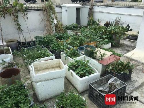 住戶屋頂種菜澆糞施肥散發(fā)惡臭 樓下住戶崩潰了