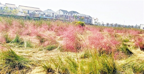 心疼！杭州又一處粉黛花海淪陷，網紅竟躺在草地.....勸都勸不住啊