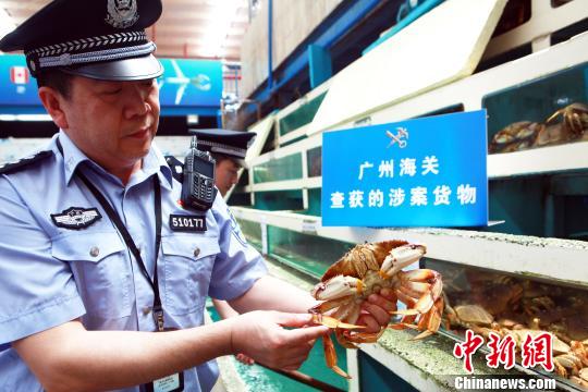 廣州海關緝私警察現場插口走私珍寶蟹-　丘永忠 攝