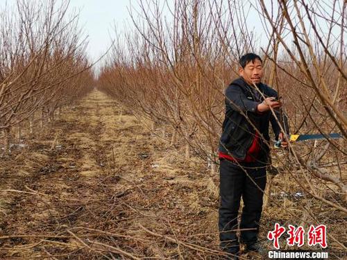 隨著子女長大、父母衰老，家中經濟壓力逐年增大，劉奉智父親在務工、種莊稼之余，又種了一些桃樹，贍養父母、供養子女讀書?！『聦W娟 攝