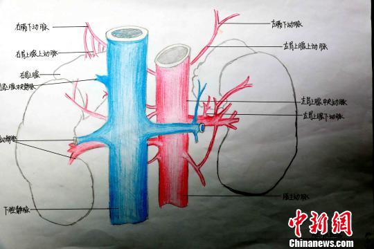 圖為腎上腺血管手繪圖。　唐楠 攝