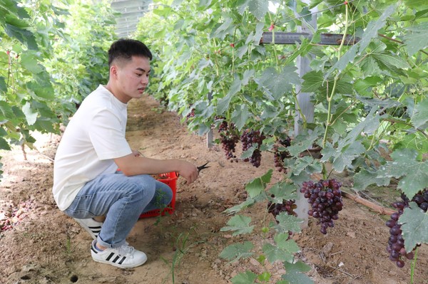 圖為游客在海子崖生態自摘園里采摘大葡萄