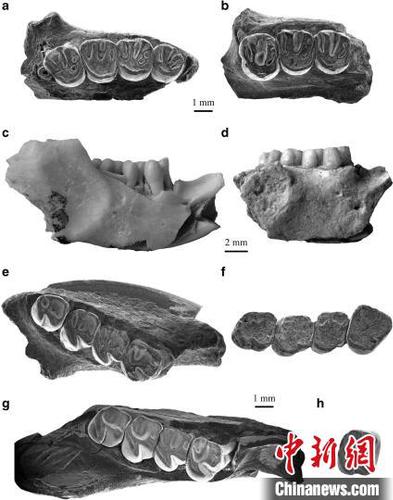 依和蘇步假圓柱齒鼠類化石材料。科研團(tuán)隊(duì) 供圖