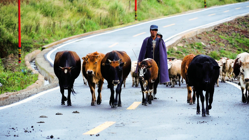 彝族山村特口甲谷的脫貧路4