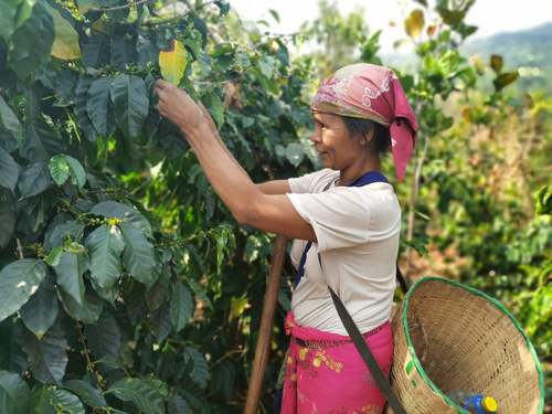 星巴克幫助云南咖農種植咖啡　中國扶貧基金會供圖