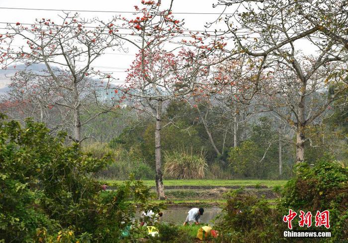 　圖為昌江黎族自治縣叉河鎮(zhèn)排岸村的村民在木棉花下開展春耕生產(chǎn)。 尹海明 攝