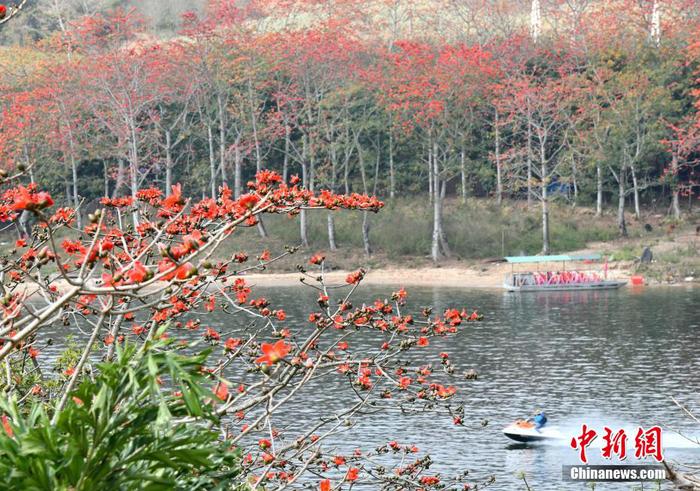 　圖為游客在昌江黎族自治縣七叉鎮(zhèn)尼下碼頭乘船觀賞昌化江兩岸的木棉花。 尹海明 攝2