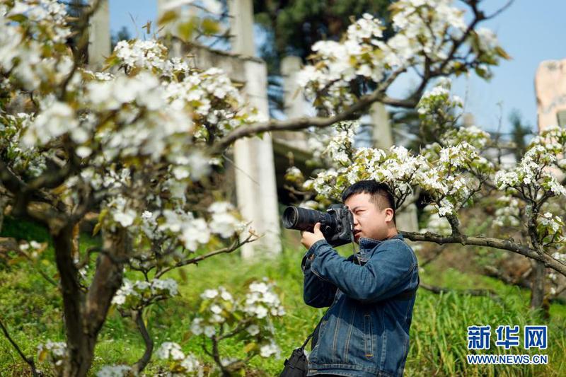 　3月11日，攝影愛好者在梨園內拍攝美景。