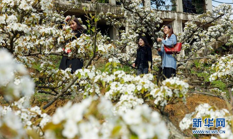 　3月11日，游客在盛開的梨花間游玩。