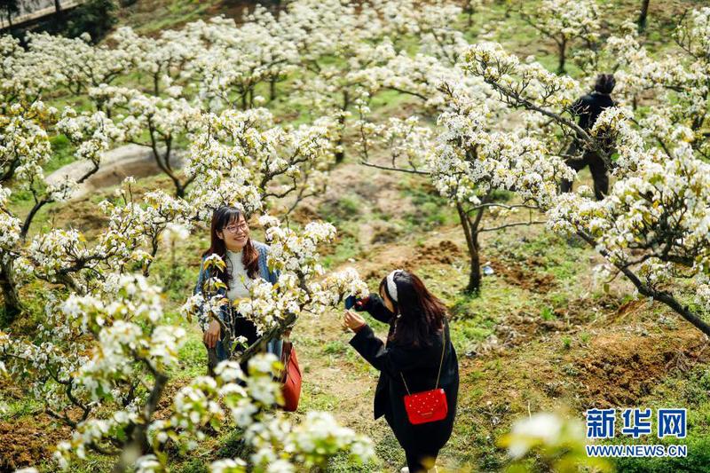 3月11日，放牛坪景區內，兩名游客沿著鄉村步道花間漫步。1