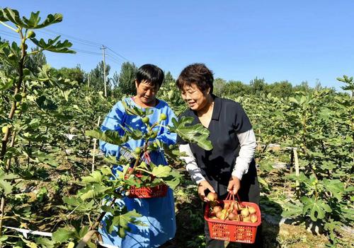 （8.7-下）村里的荒地結出了幸福果(分(5113065)-20240807100821