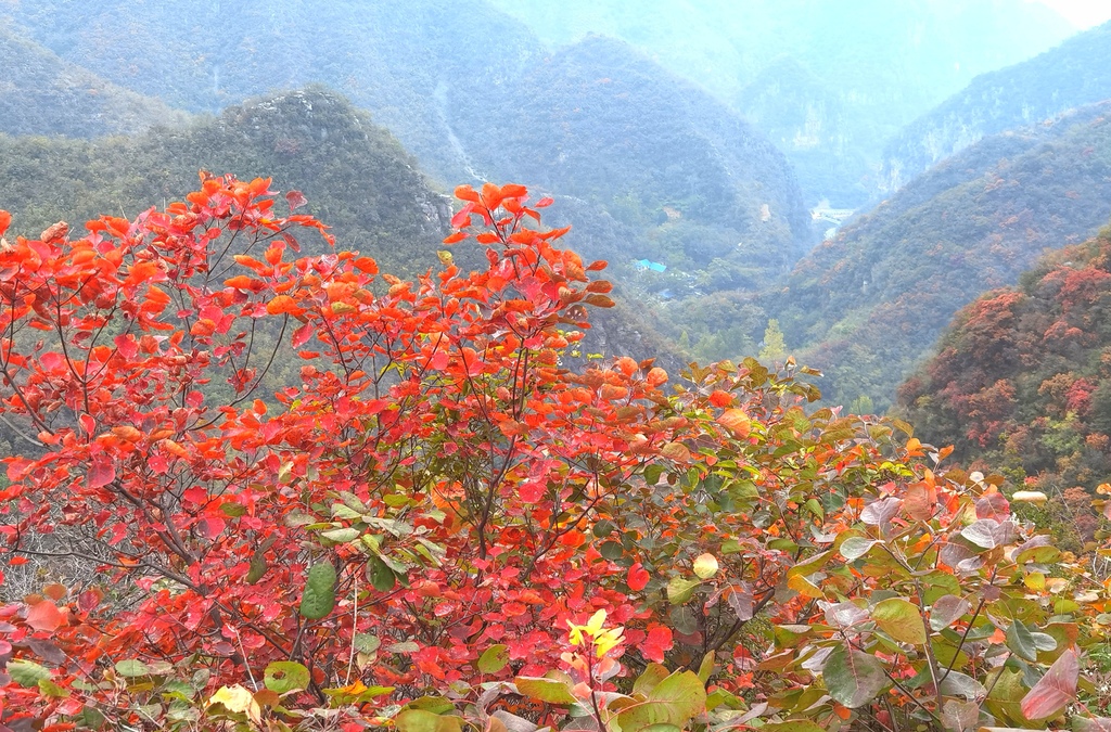 太行紅葉燃金秋