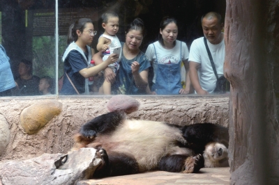 動物園防暑:動物們每天吃掉900斤西瓜