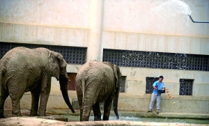 動物園變避暑山莊避暑各有高招 大象敷